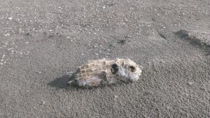 IMG-20141112-WA0030